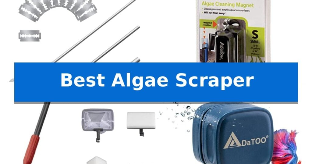 Best Algae Scraper
