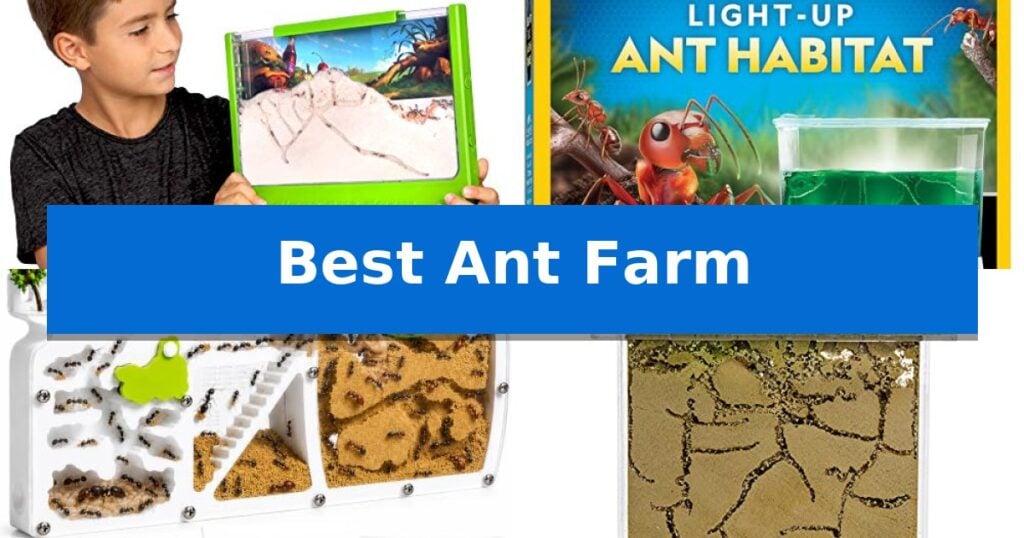 Best Ant Farm