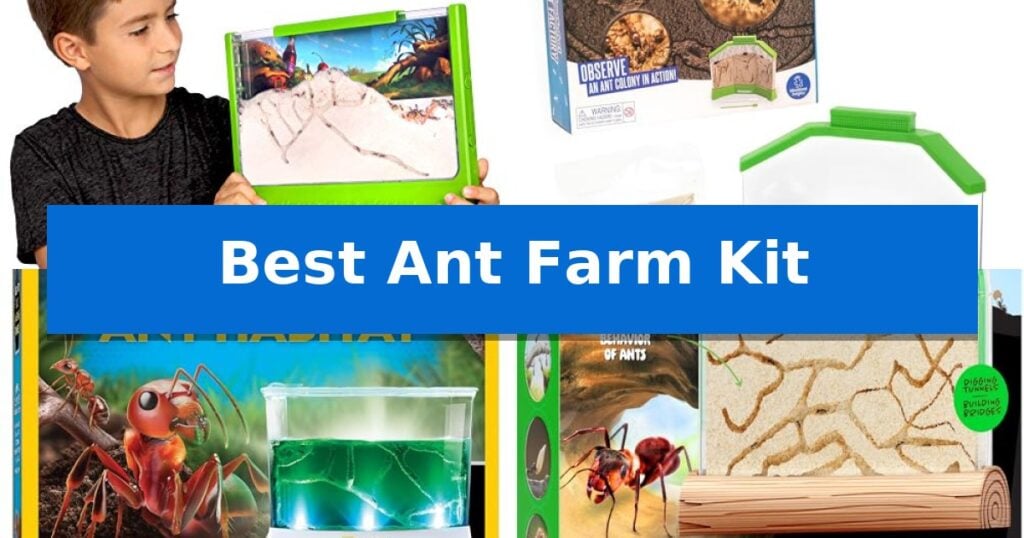 Best Ant Farm Kit