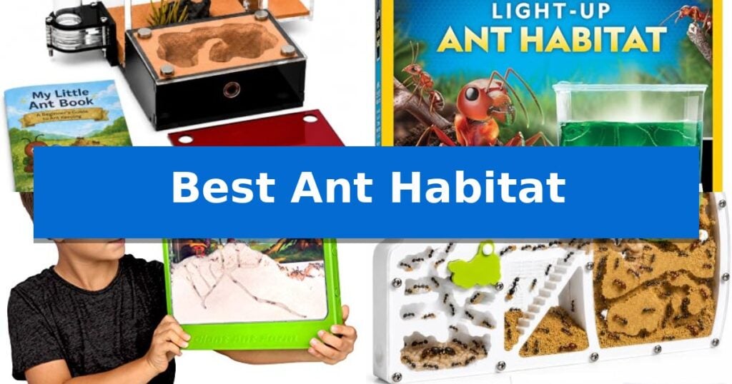 Best Ant Habitat
