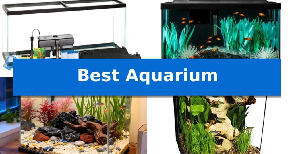Best Aquarium