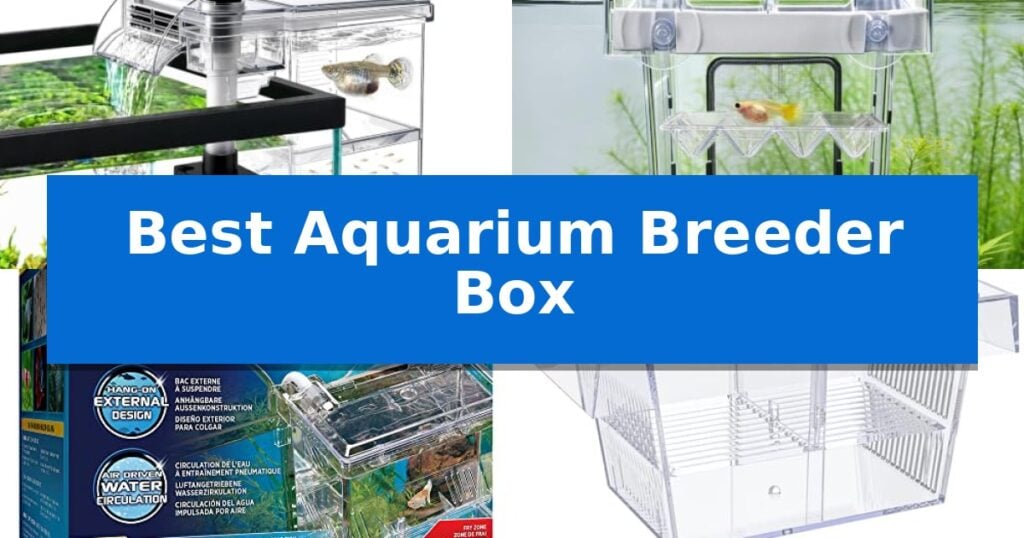 Best Aquarium Breeder Box
