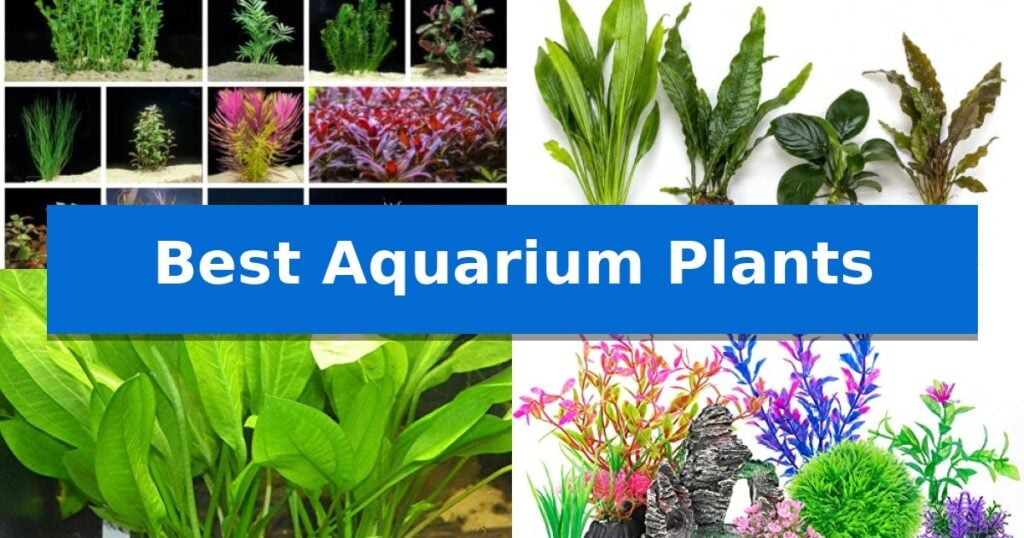 Best Aquarium Plants