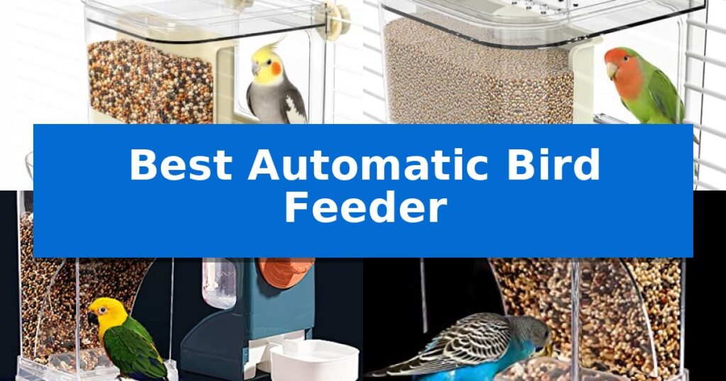 Best Automatic Bird Feeder
