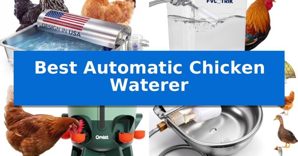 Best Automatic Chicken Waterer