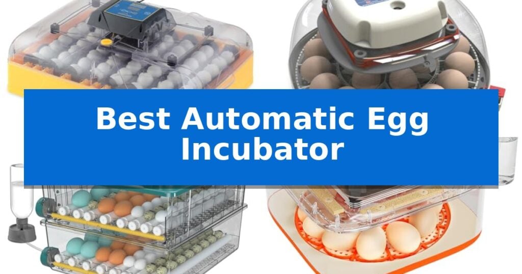 Best Automatic Egg Incubator