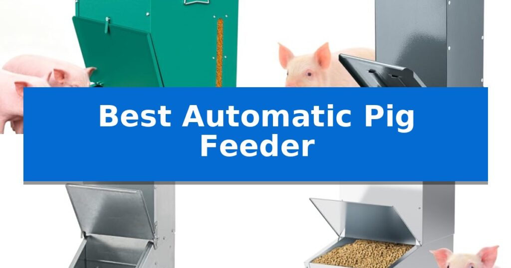Best Automatic Pig Feeder