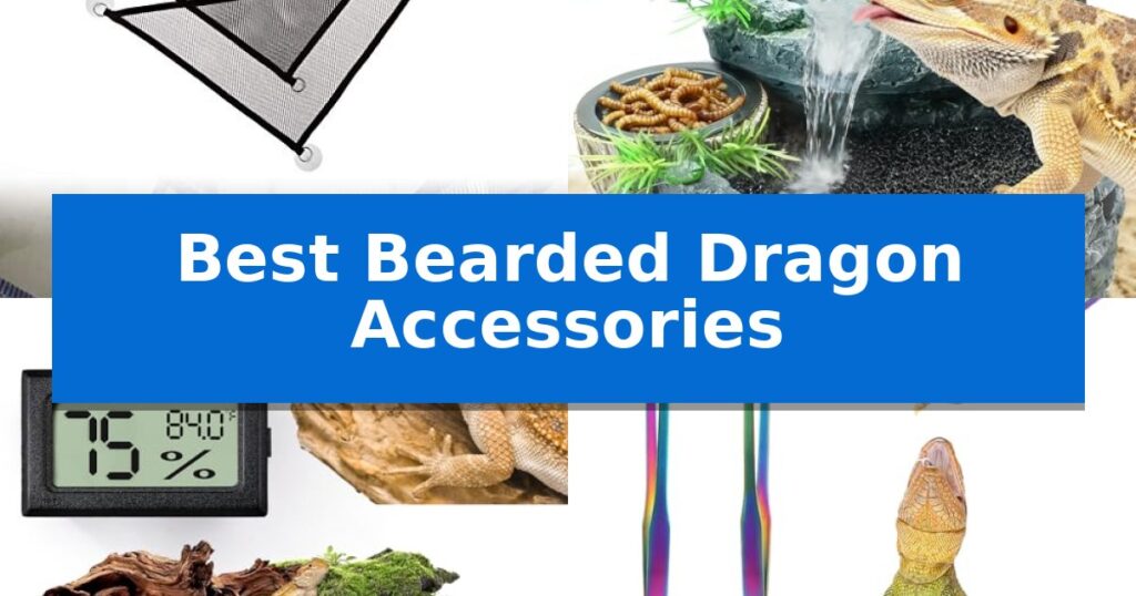 Best Bearded Dragon Accessories