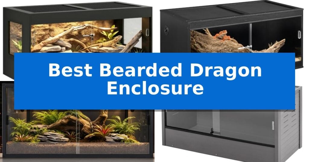 Best Bearded Dragon Enclosure