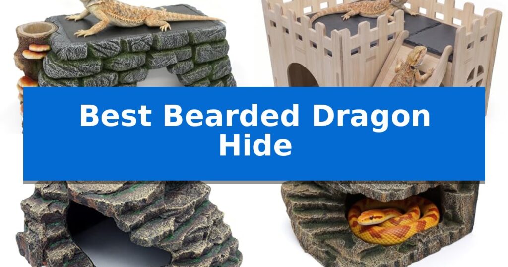 Best Bearded Dragon Hide