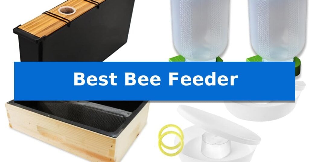 Best Bee Feeder