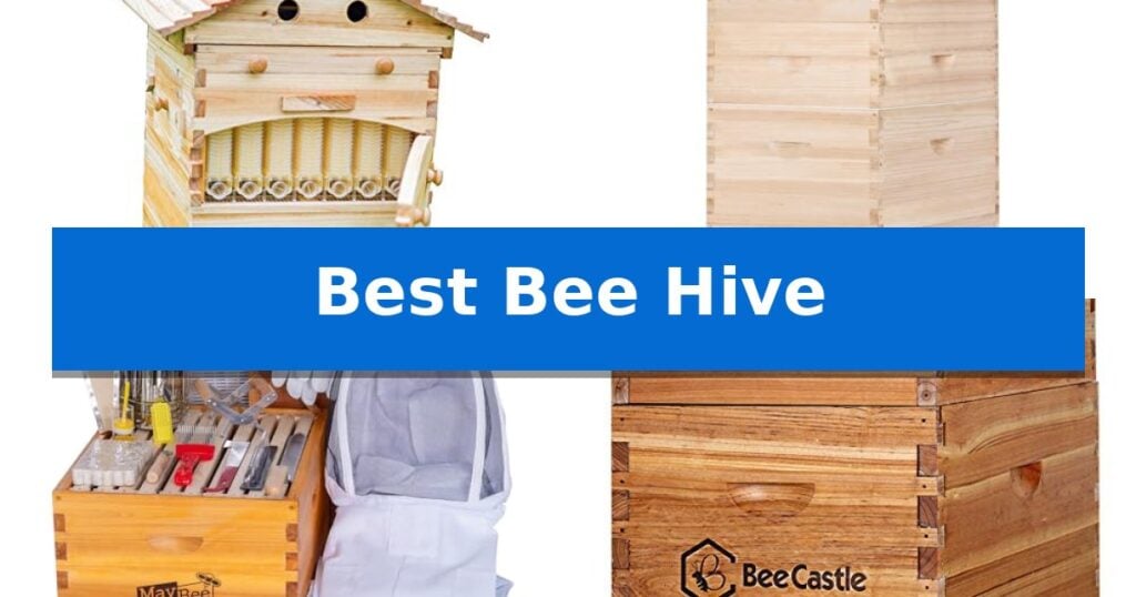 Best Bee Hive