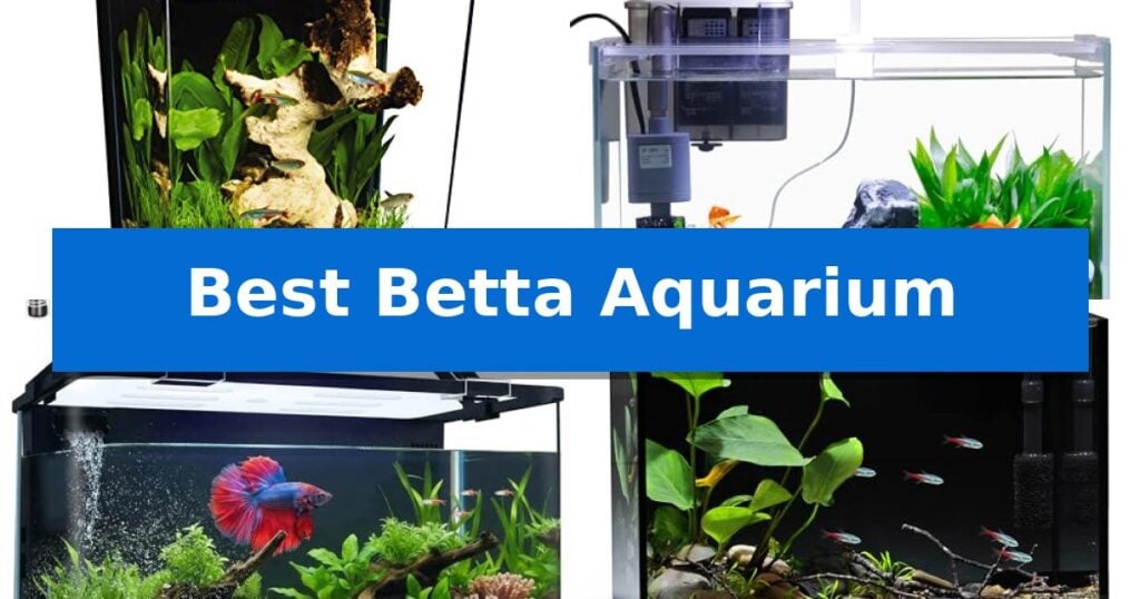 Best Betta Aquarium
