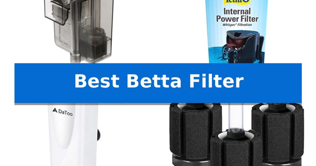 Best Betta Filter