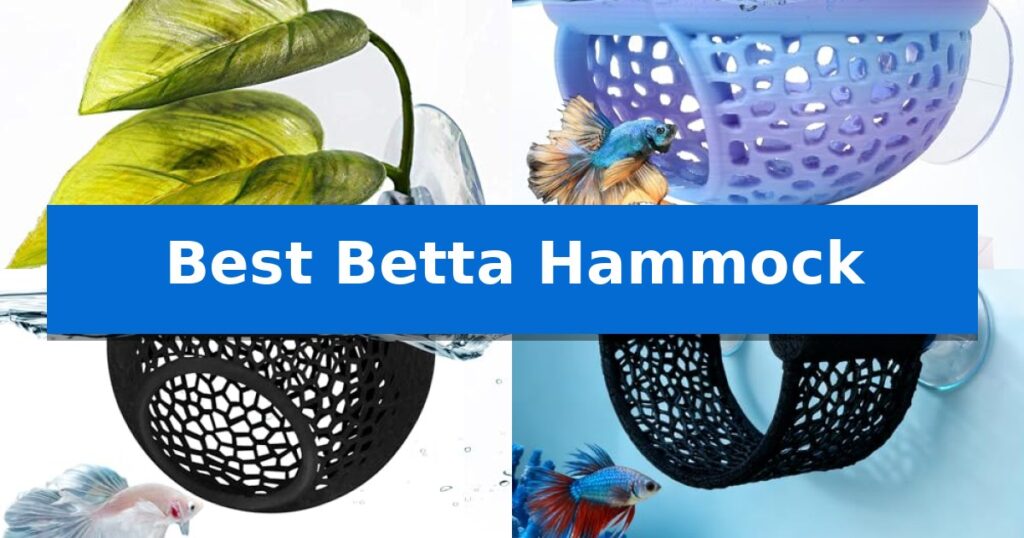 Best Betta Hammock