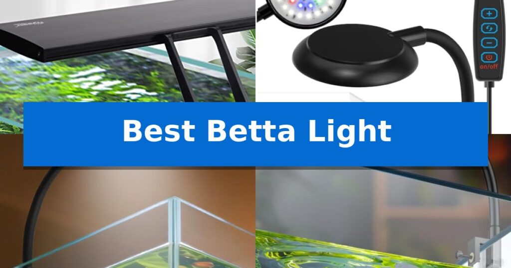 Best Betta Light