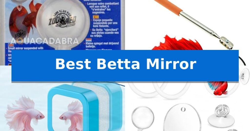 Best Betta Mirror