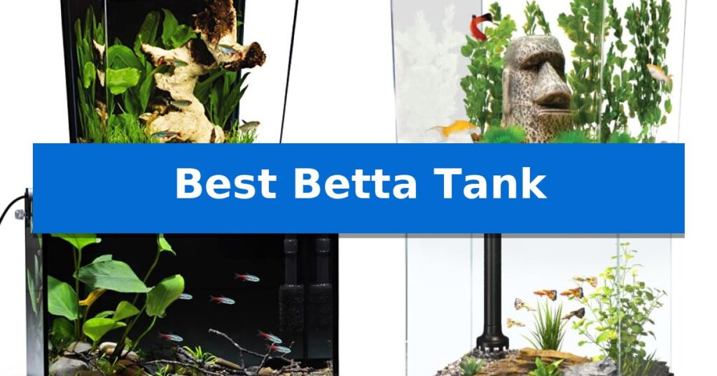 Best Betta Tank