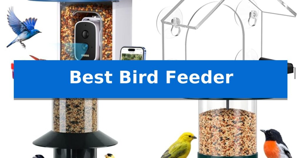 Best Bird Feeder