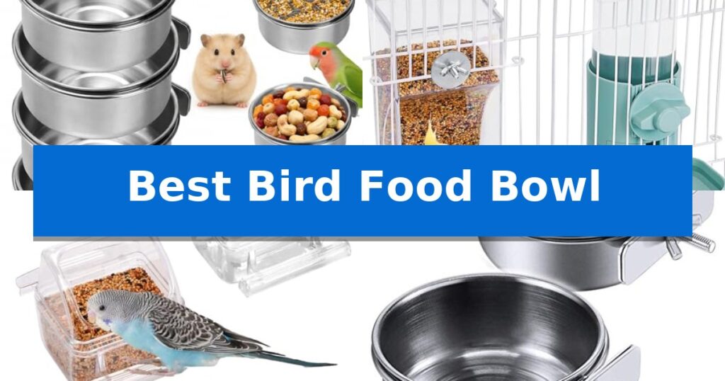 Best Bird Food Bowl