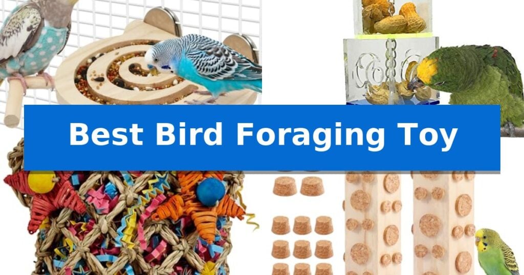 Best Bird Foraging Toy
