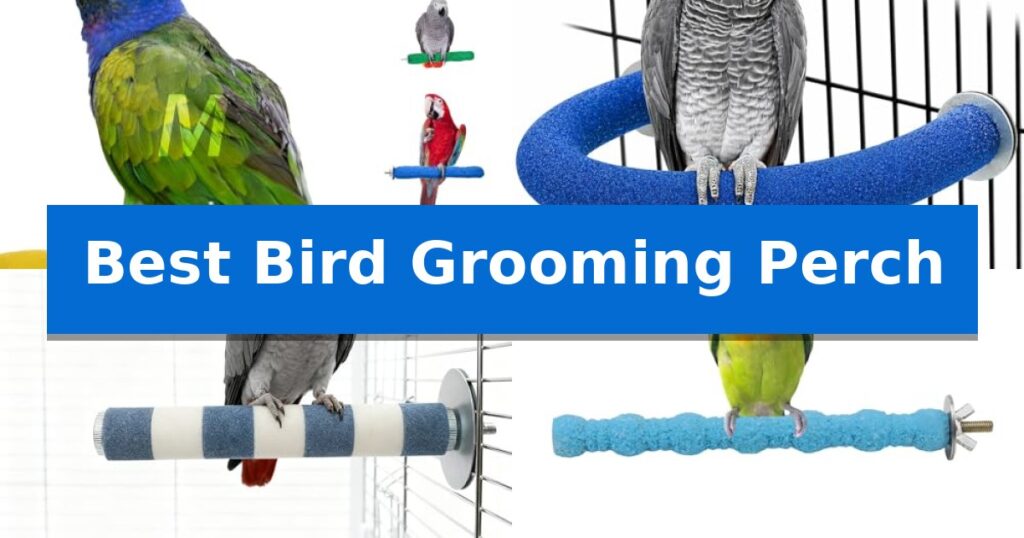 Best Bird Grooming Perch