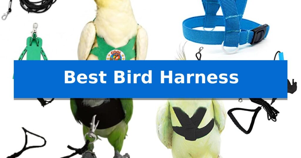 Best Bird Harness
