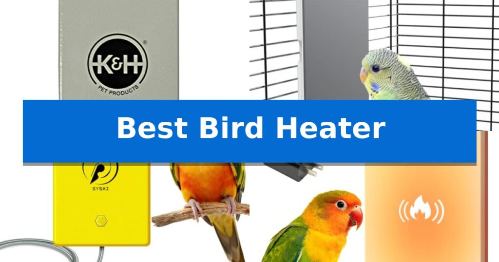 Best Bird Heater
