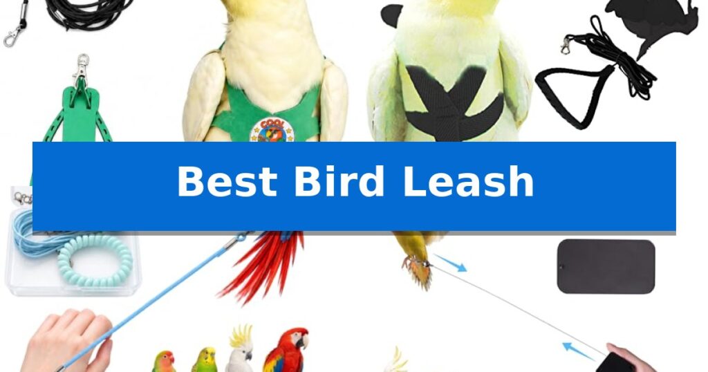 Best Bird Leash