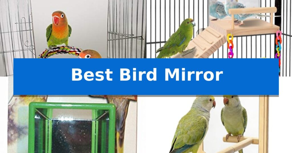 Best Bird Mirror