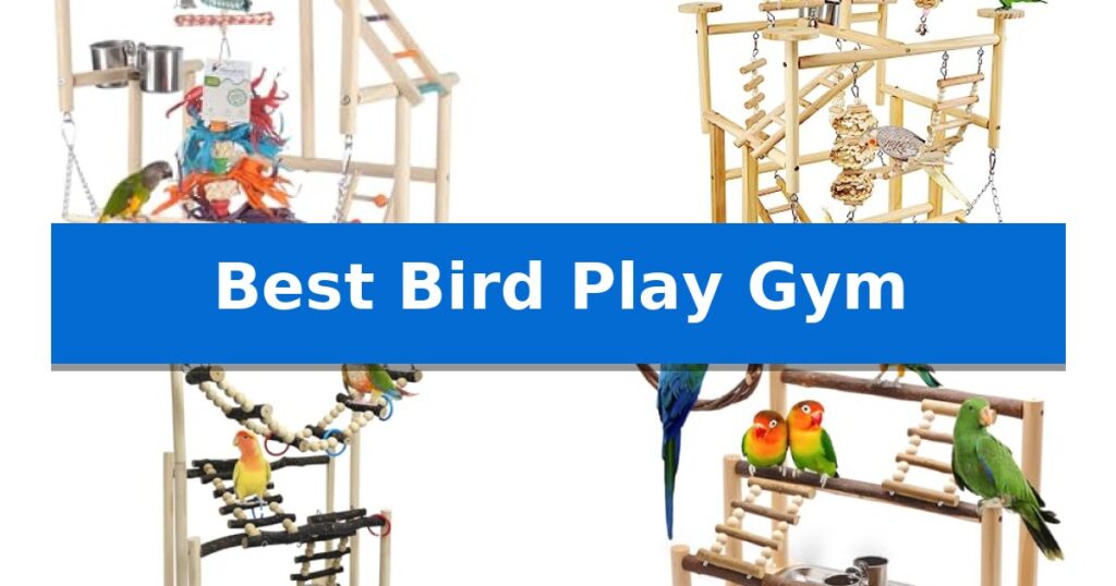 Best Bird Play Gym