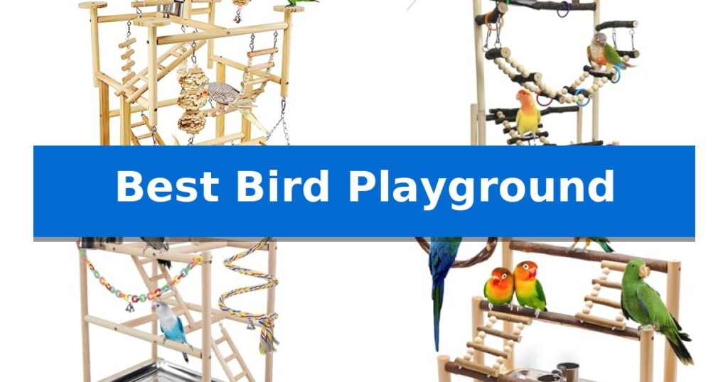 Best Bird Playground