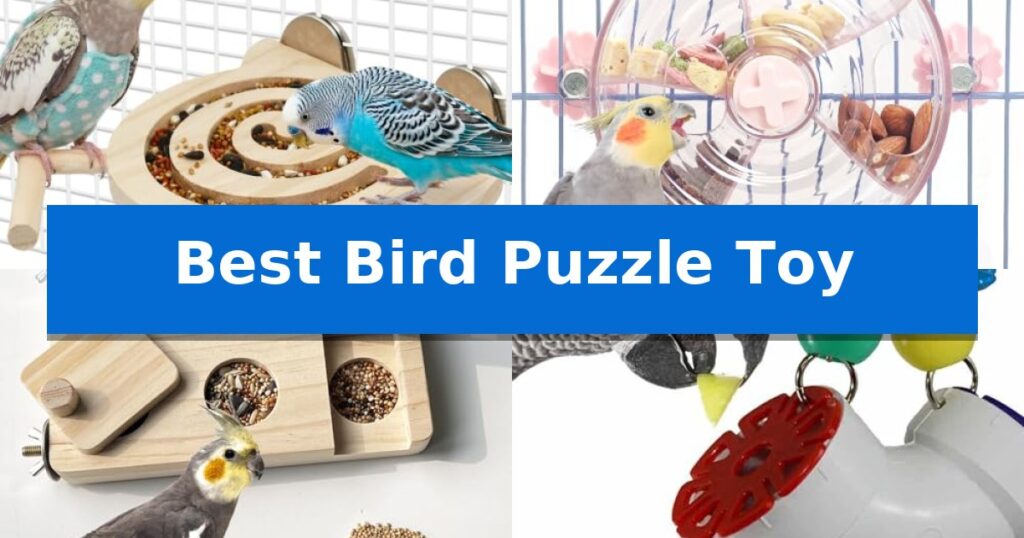 Best Bird Puzzle Toy