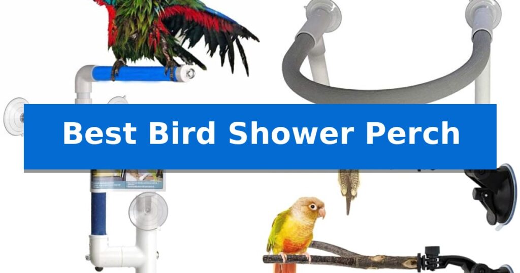 Best Bird Shower Perch