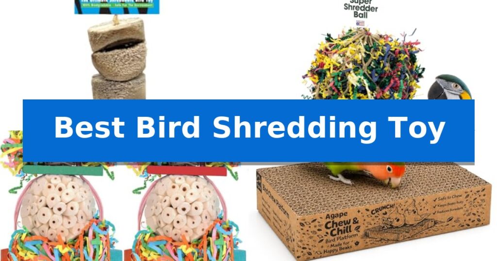 Best Bird Shredding Toy