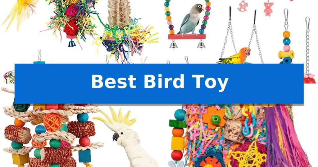 Best Bird Toy