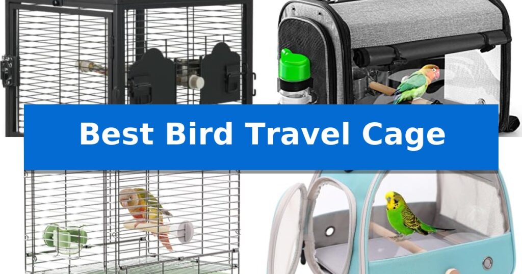 Best Bird Travel Cage