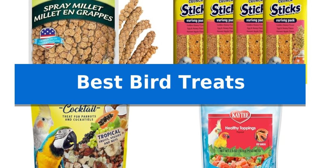 Best Bird Treats