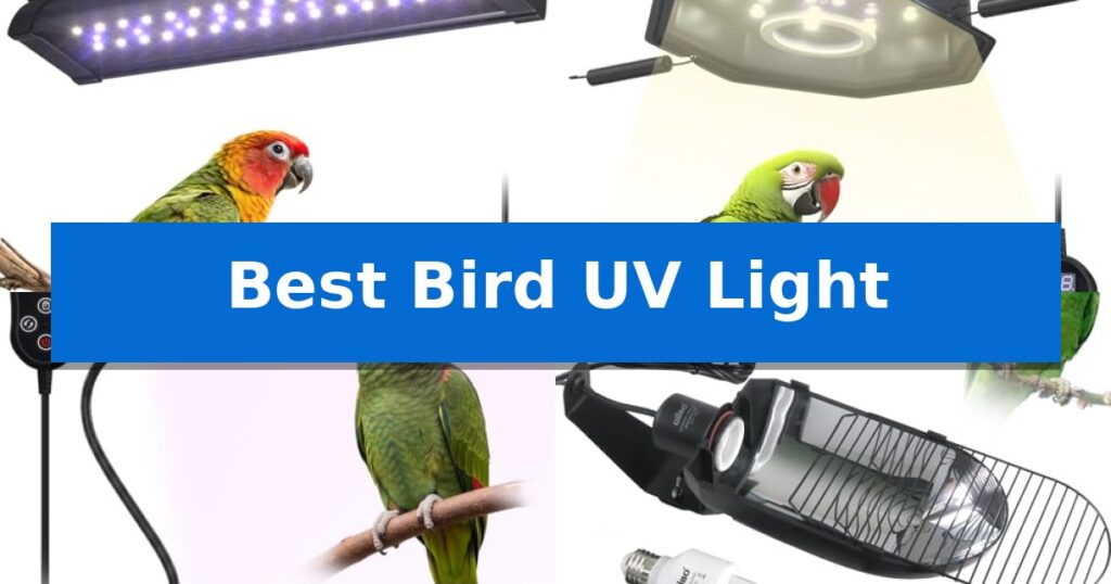 Best Bird UV Light