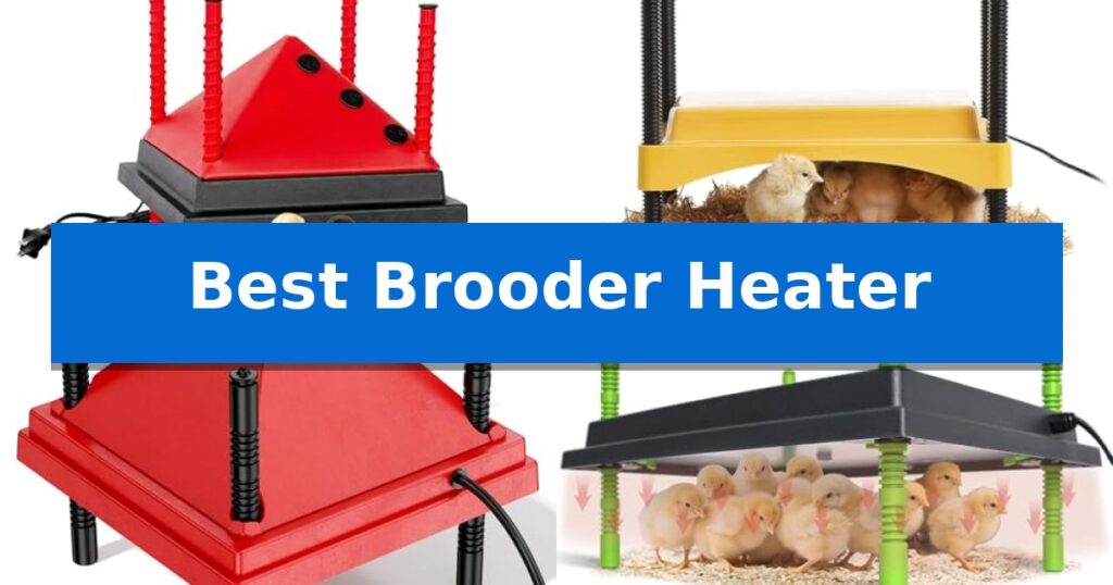 Best Brooder Heater