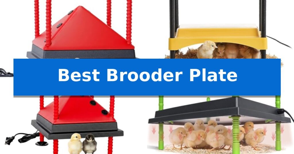 Best Brooder Plate