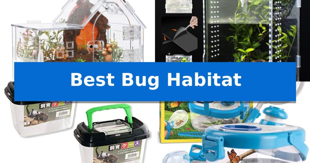 Best Bug Habitat
