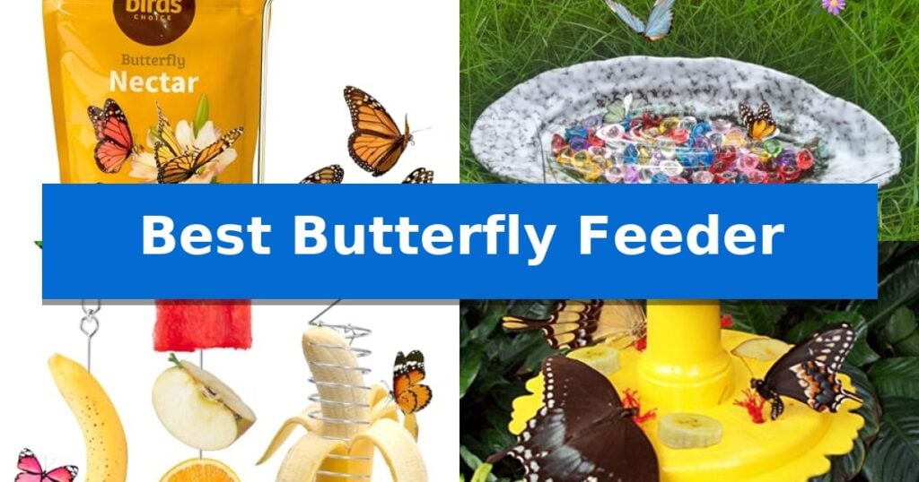 Best Butterfly Feeder