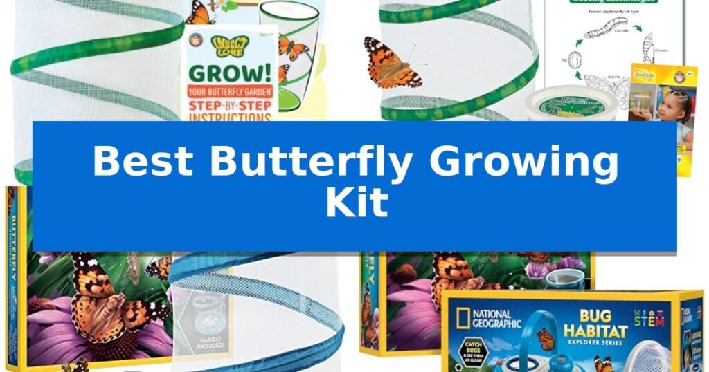 Best Butterfly Growing Kit