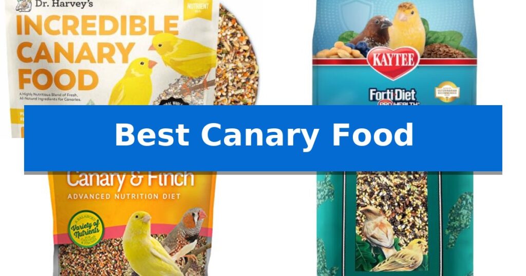Best Canary Food