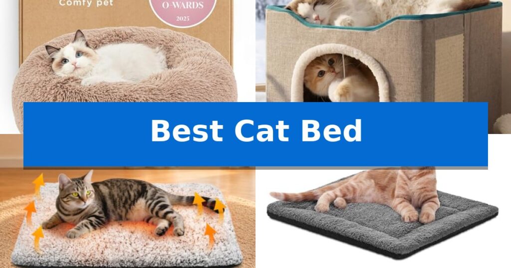 Best Cat Bed