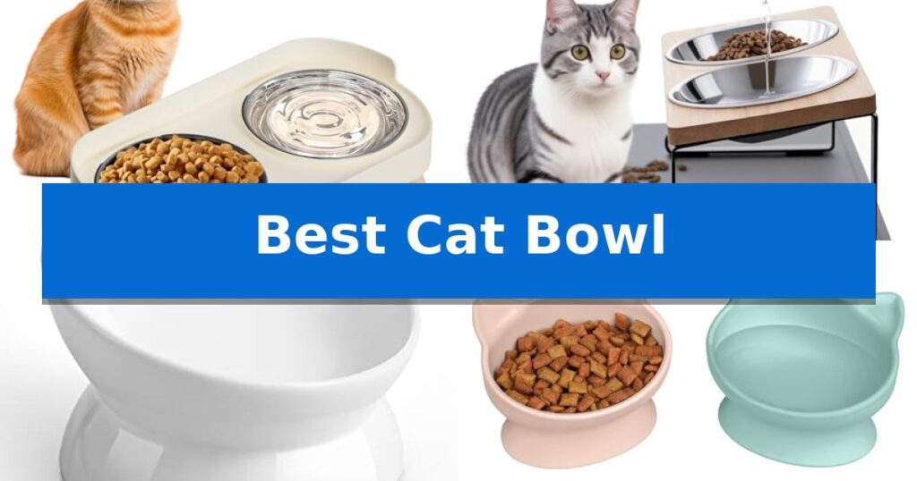 Best Cat Bowl