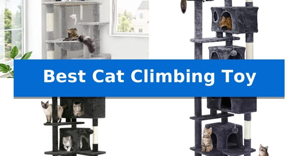 Best Cat Climbing Toy