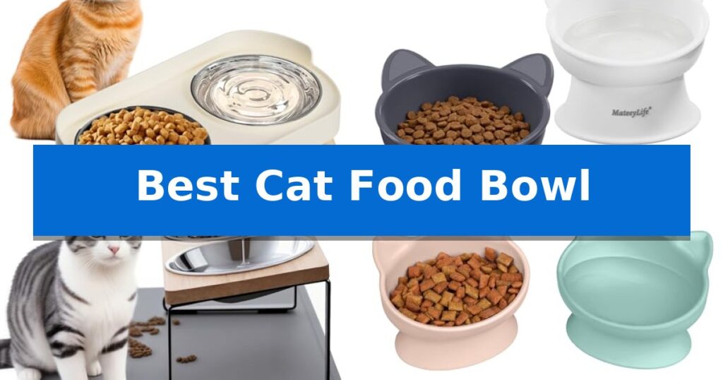Best Cat Food Bowl