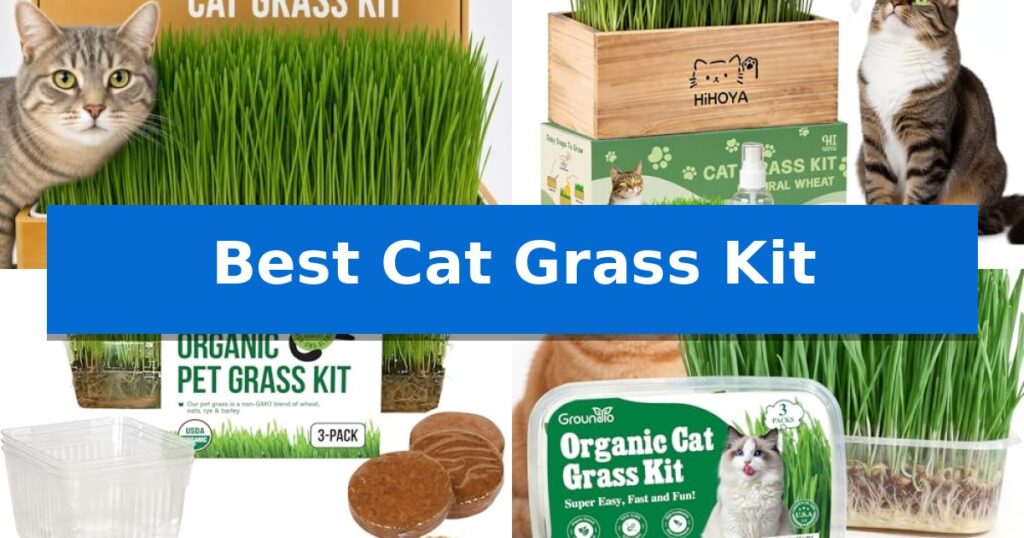 Best Cat Grass Kit